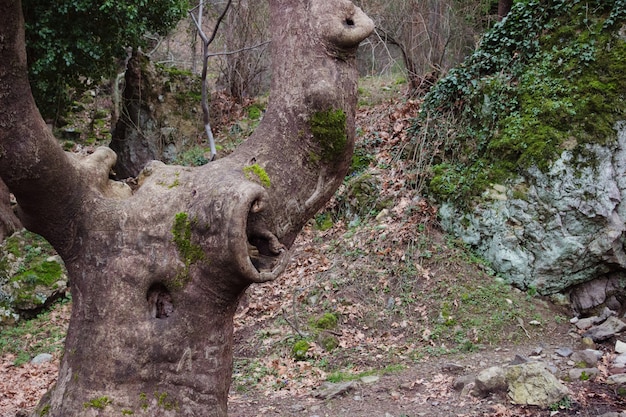 Une vue de l&#39;environnement avec une belle forêt