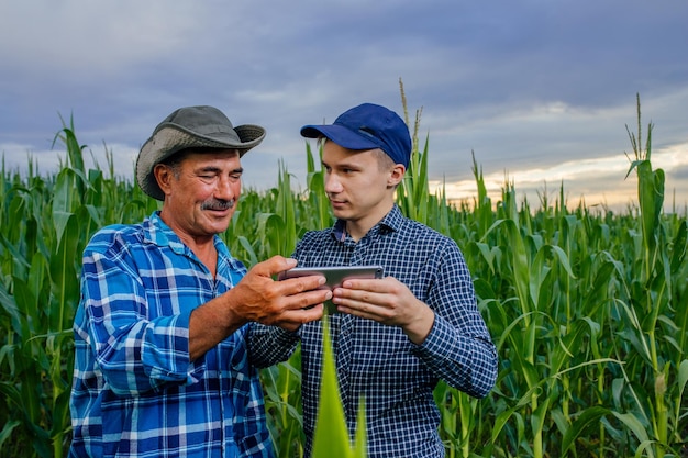 vue de face sur les agriculteurs modernes avec tablette numérique, agriculteurs et technologie, agriculteurs dans le champ de maïs utilisant une tablette numérique,