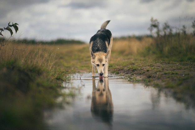 Vue de face au chien husky boit de l'eau d'une flaque d'eau sur un pré vert. Arbres verts et herbe.