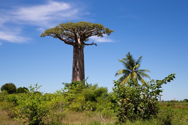 Vue de face d'un baobab particulièrement grand