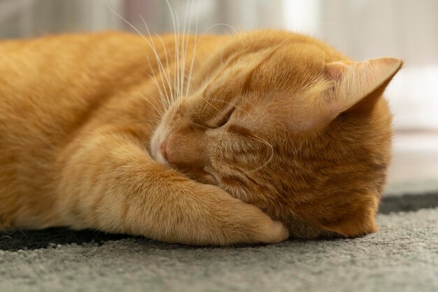 Vue de face d'un beau chat rouge mignon dormant dans ses rêves