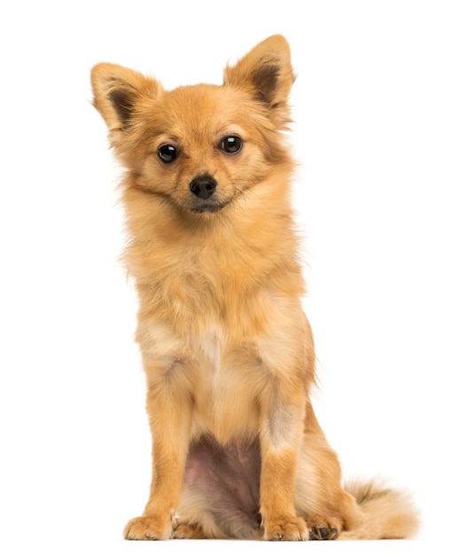 Vue de face d'un chien croisé assis isolé sur blanc