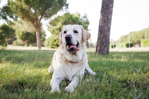 Vue de face d'un chien labrador retriever dans un parc urbain