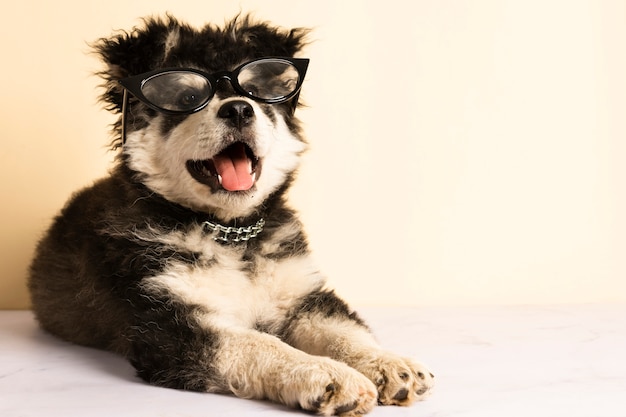 Vue de face chiot mignon avec des lunettes