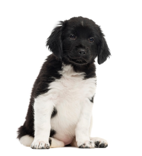 Vue de face d'un chiot Stabyhoun assis en regardant la caméra isolée sur blanc