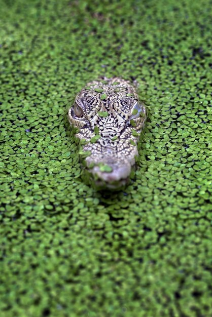 Photo vue de face des crocodiles crocodiles d'eau salée parmi les algues d'eau