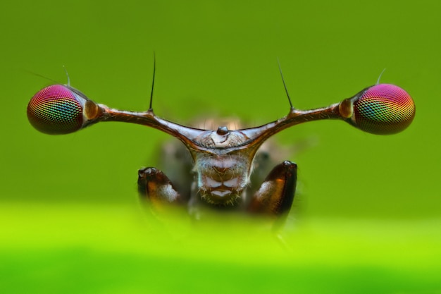 Vue de face, détails magnifiés extrêmes de la mouche aux yeux dans la feuille verte