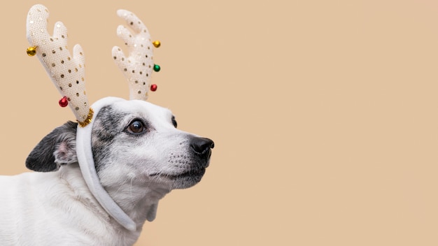 Vue de face du beau chien avec espace copie