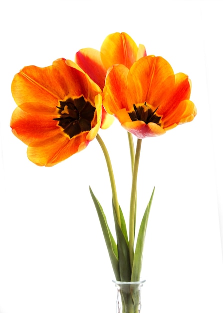 Vue de face du bouquet de tulipes rouges