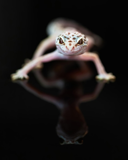 Vue de face du Gecko léopard sur la surface du miroir noir