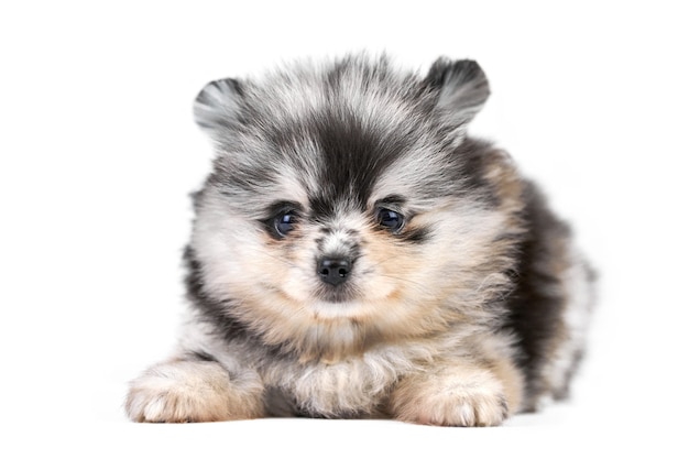 Vue de face du mignon chiot Spitz poméranien