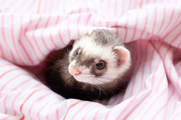 Vue de face d'un furet regardant la caméra