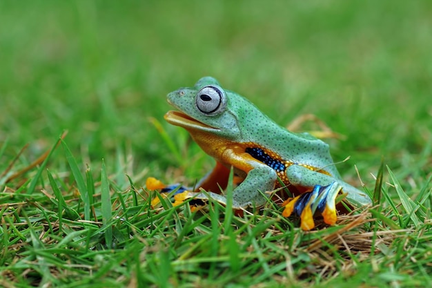 Vue de face de la grenouille arboricole de Java sur l'herbe La grenouille volante a l'air de rire