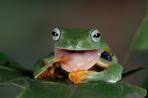 Vue de face de grenouille d'arbre de Java sur la feuille verte