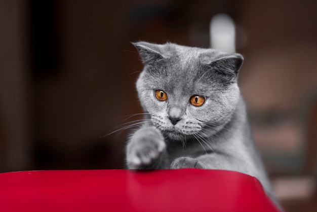 Vue de face, gris, britannique, shorthair, chat