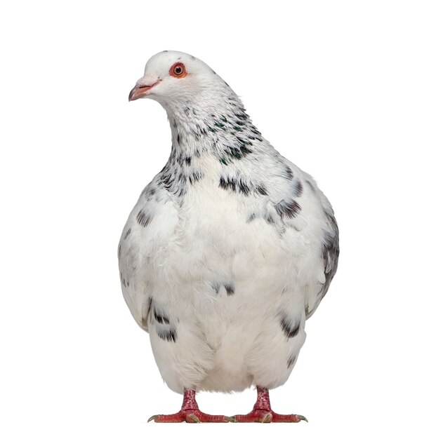 Vue de face d'un interrogatoire de pigeon texan isolé sur blanc