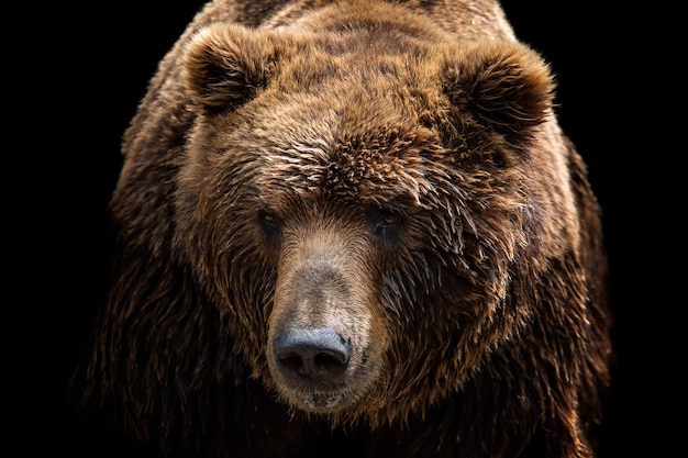 Vue de face de l'ours brun isolé sur fond noir Portrait de l'ours du Kamtchatka