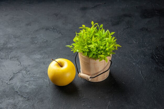 vue de face plante verte avec pomme sur fond sombre repas mûr fruit nature moelleuse plante à air