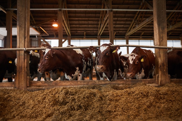 Vue de face portrait de belles vaches en bonne santé en ligne manger du foin dans l'étable à la ferme laitière biologique, espace copie