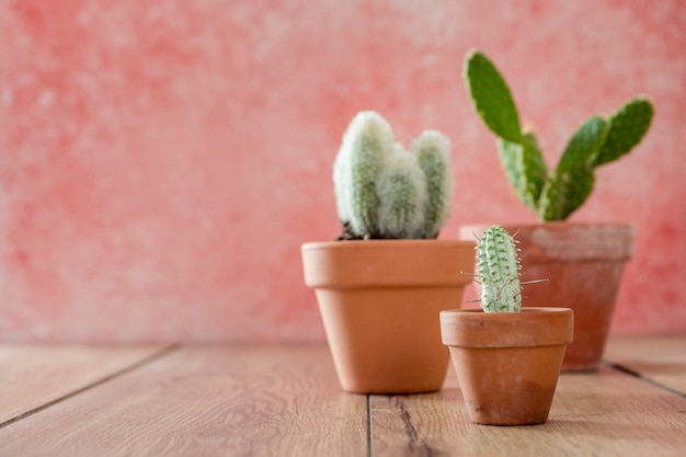 Vue de face des pots de cactus sur table en bois