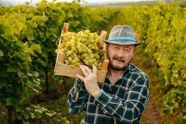 Vue de face regardant la caméra d'un viticulteur barbu âgé meulage agriculteur en chapeau avec une boîte de g