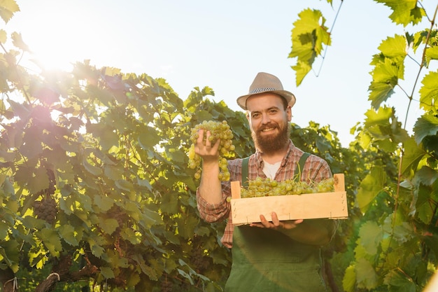 Vue de face vigneron barbu regardant la caméra jeune agriculteur tenir la boîte à grappes raisin main soleil