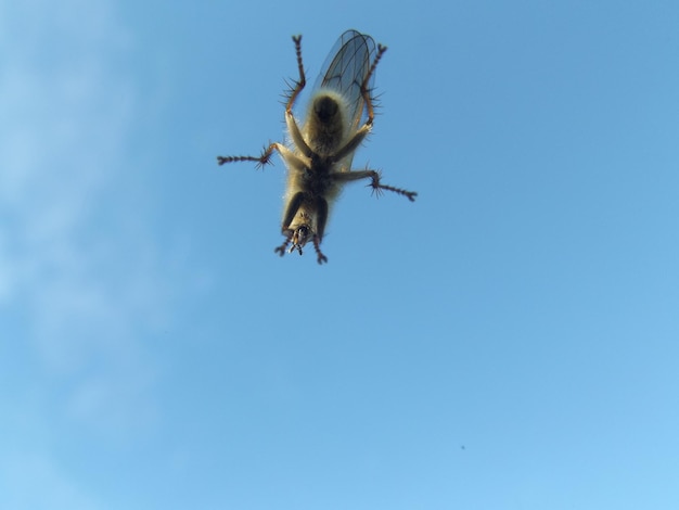 Photo vue à faible angle de l'abeille volant dans le ciel