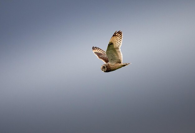 Vue à faible angle de l'aigle volant dans le ciel