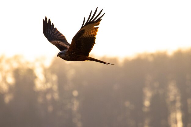 Vue à faible angle de l'aigle volant dans le ciel