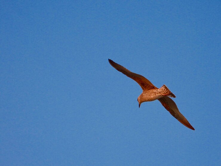 Photo vue à faible angle de l'aigle volant dans le ciel