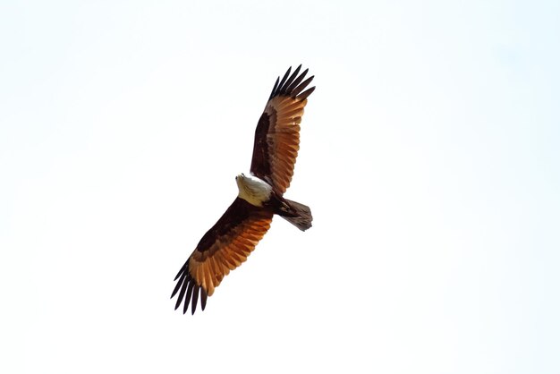 Photo vue à faible angle de l'aigle volant dans le ciel