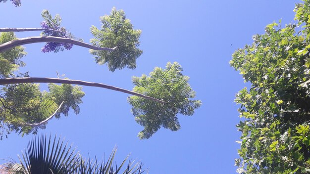 Vue à faible angle de l'arbre sur un ciel bleu clair