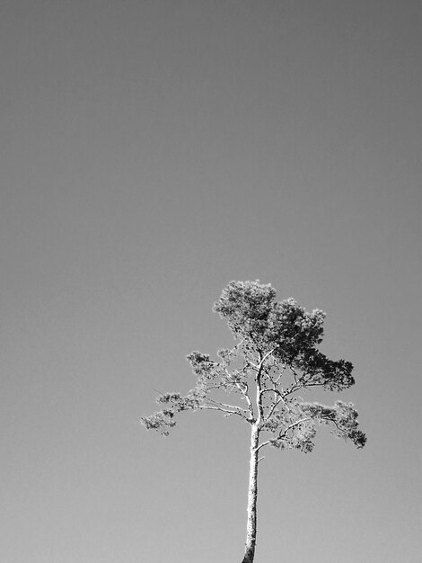 Vue à faible angle de l'arbre contre un ciel clair