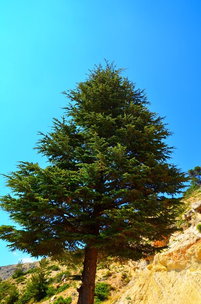 Photo vue à faible angle de l'arbre contre un ciel clair