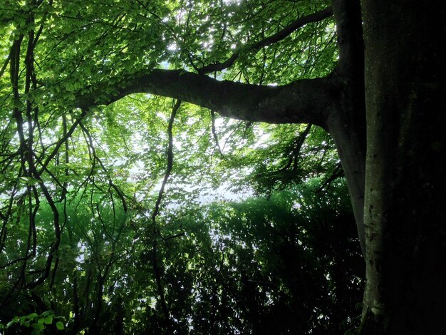 Photo vue à faible angle de l'arbre dans la forêt