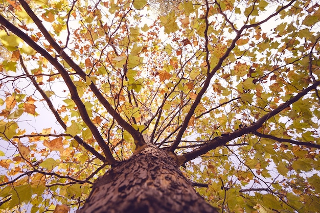 Vue à faible angle de l'arbre dans la forêt