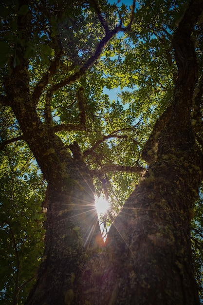 Photo vue à faible angle de l'arbre dans la forêt