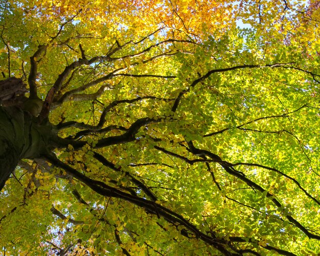 Photo vue à faible angle de l'arbre dans la forêt