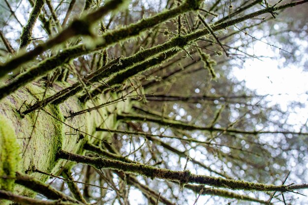 Photo vue à faible angle de l'arbre dans la forêt