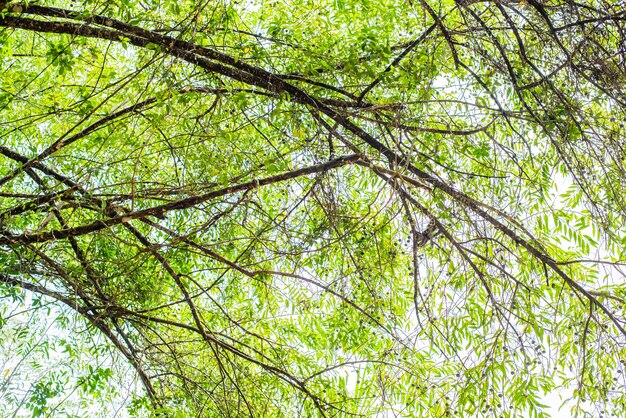 Vue à faible angle de l'arbre dans la forêt