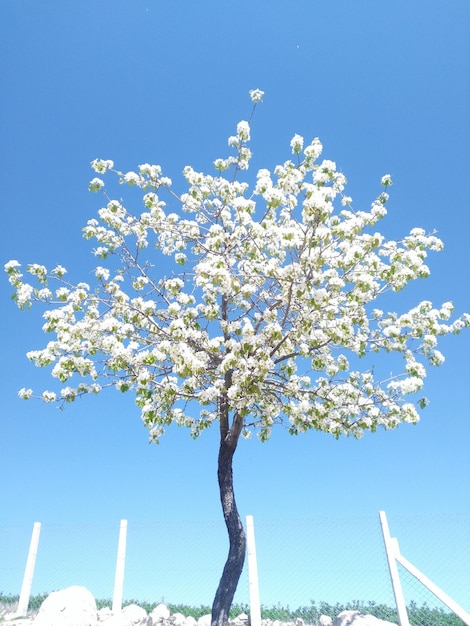 Photo vue à faible angle de l'arbre en fleurs de cerisier contre un ciel bleu clair