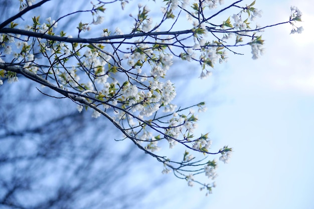Photo vue à faible angle de l'arbre en fleurs de cerisier contre le ciel