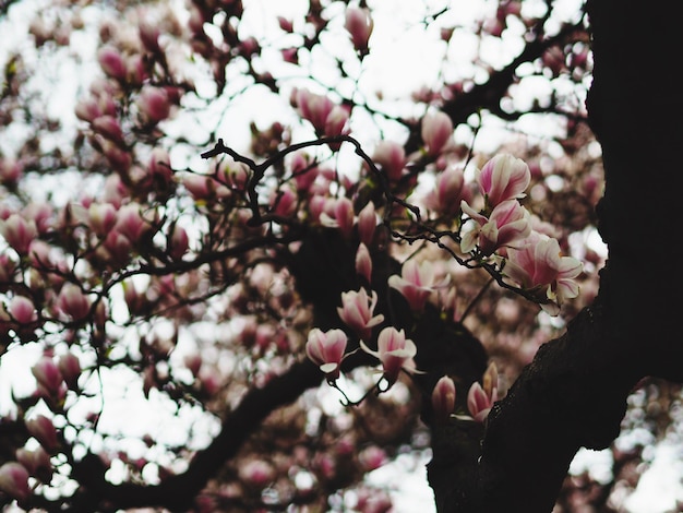 Photo vue à faible angle de l'arbre en fleurs de cerisier