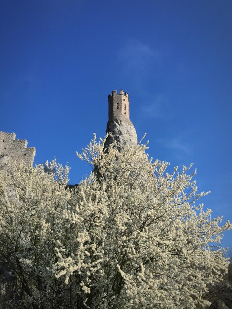 Vue à faible angle de l'arbre à fleurs contre un ciel bleu clair