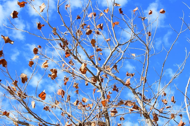 Photo vue à faible angle de l'arbre à fleurs contre le ciel bleu