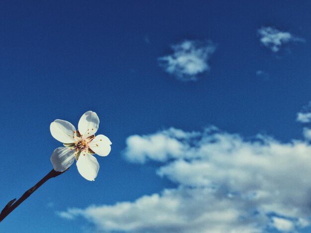 Photo vue à faible angle de l'arbre à fleurs contre le ciel bleu