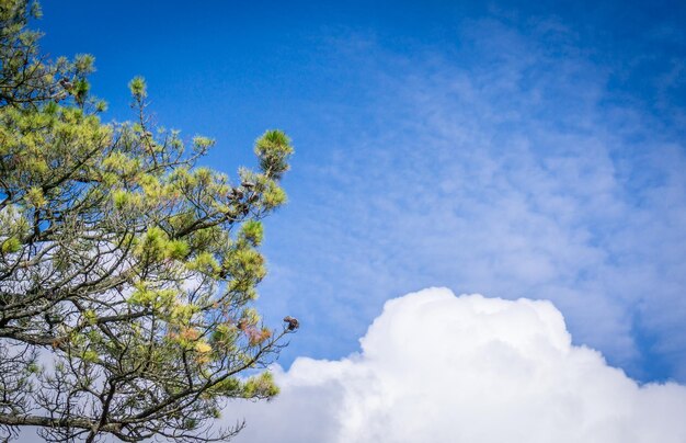 Photo vue à faible angle de l'arbre à fleurs contre le ciel bleu