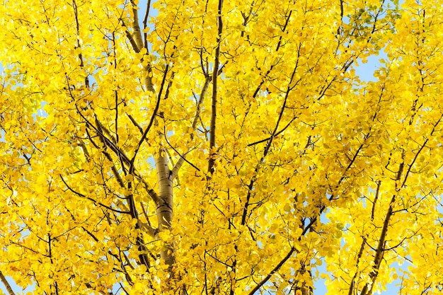 Vue à faible angle de l'arbre jaune contre le ciel en automne