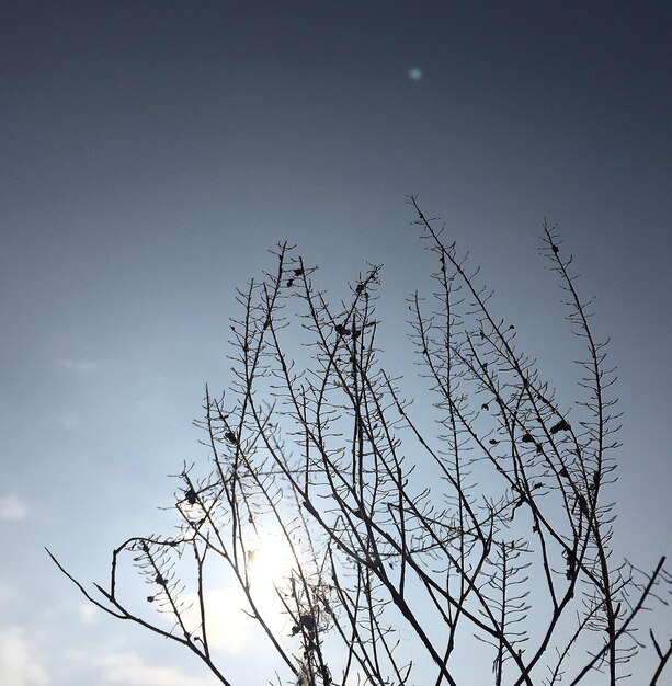 Vue à faible angle de l'arbre nu contre le ciel bleu