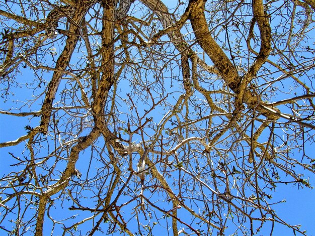 Photo vue à faible angle de l'arbre nu contre le ciel bleu
